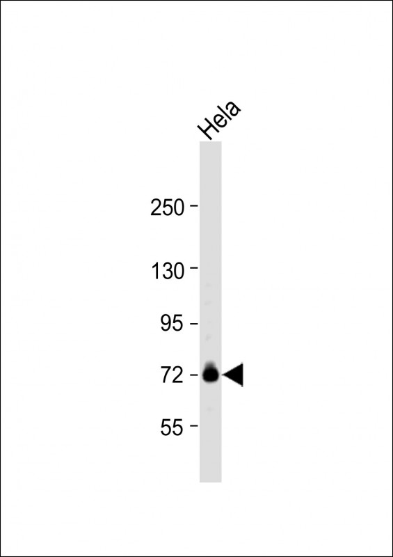 1 - GUF1 Antibody (N-term) AP12858A