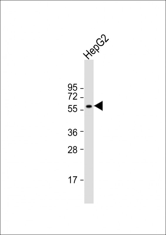 1 - GABRB2 Antibody (C-term) AP14538b