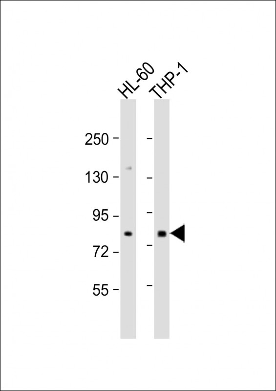 1 - SEMA4A Antibody (N-term) AP16778a