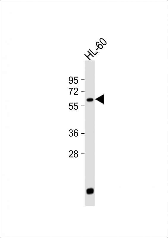 1 - LIN9 Antibody (N-term) AP17067A