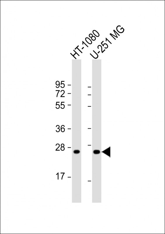 1 - ULBP2 Antibody (Center) AP17088C
