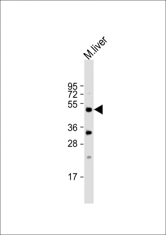 1 - Mouse Stk38 Antibody (C-term) AP19186B