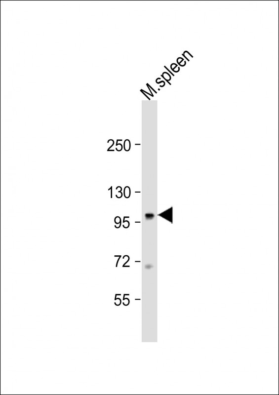 1 - Mouse Nod1 Antibody (Center) AP19219c