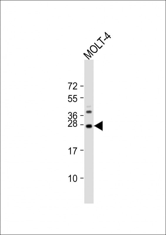 1 - E2EPF Antibody (C-term) AP2120b