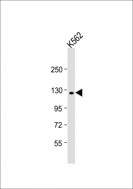 1 - LARS Antibody (C-term) AP7413b