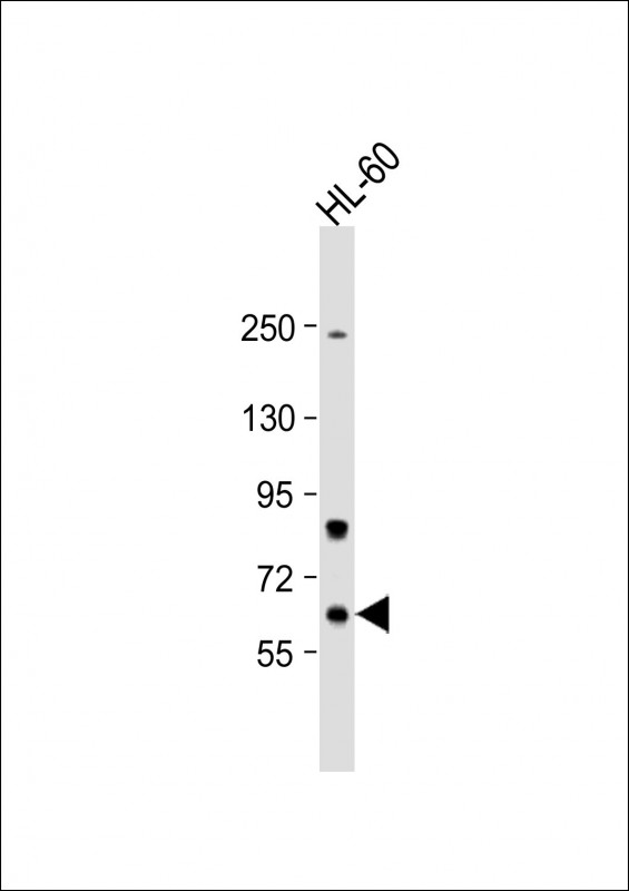 1 - Methionyl tRNA Synthetase Antibody (C-term) AP7841b