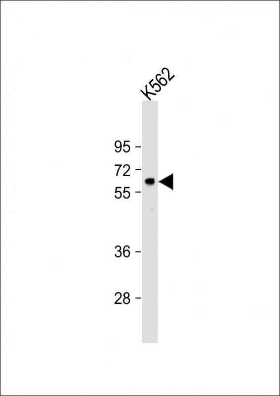 1 - RARS2 Antibody (C-term) AP8590b