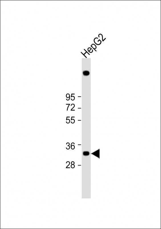 1 - C1QTNF6 Antibody (N-term) AP8883a
