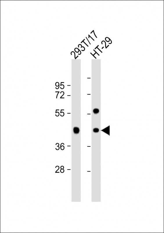 1 - GPA33 Antibody (C-term) AP8888B