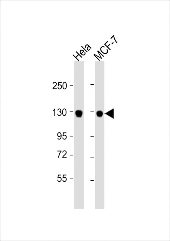 1 - GTSE1 Antibody (C-term) AP9882B