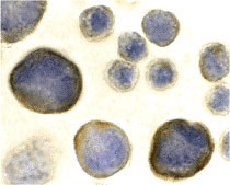 8 - CXCR4 Antibody ASC10001