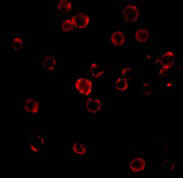 3 - CXCR4 Antibody ASC10001