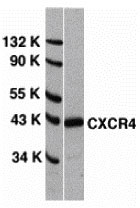 1 - CXCR4 Antibody ASC10001