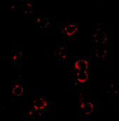 3 - CXCR4 Antibody ASC10002