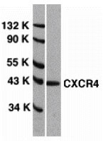 1 - CXCR4 Antibody ASC10002