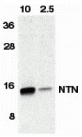 1 - Neurturin Antibody ASC10012