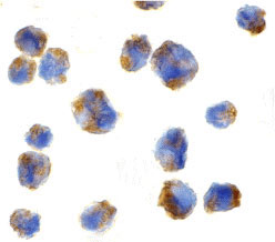 8 - Eotaxin Antibody ASC10013