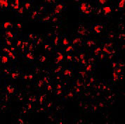 3 - Eotaxin Antibody ASC10013