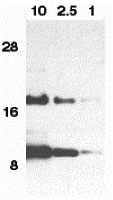 1 - Eotaxin Antibody ASC10013