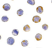 8 - GFR alpha 2 Antibody ASC10019