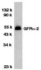 1 - GFR alpha 2 Antibody ASC10019