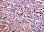 2 - GFR alpha 3 Antibody ASC10020
