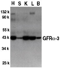 1 - GFR alpha 3 Antibody ASC10020
