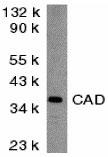 1 - CAD Antibody ASC10036