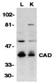 1 - CAD Antibody ASC10037
