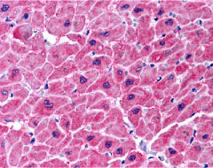 2 - ARC Antibody ASC10051