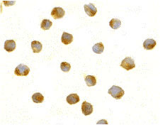 8 - DFF40 Antibody ASC10059