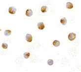 8 - DFF40 Antibody ASC10074