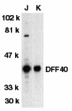 1 - DFF40 Antibody ASC10074