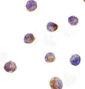 8 - DFF40 Antibody ASC10075