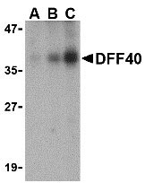 1 - DFF40 Antibody ASC10075