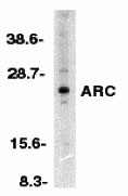 1 - ARC Antibody ASC10080