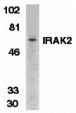 1 - IRAK-2 Antibody ASC10083