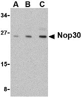 1 - Nop30 Antibody ASC10089