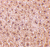 2 - DEDAF Antibody ASC10090