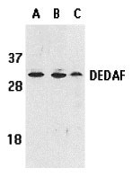 1 - DEDAF Antibody ASC10090