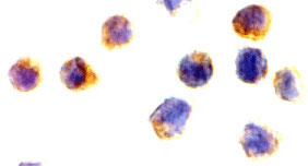 8 - AIF Antibody ASC10094