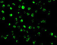 3 - AIF Antibody ASC10094