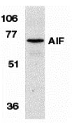 1 - AIF Antibody ASC10094