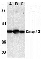 1 - Caspase-13 Antibody ASC10096
