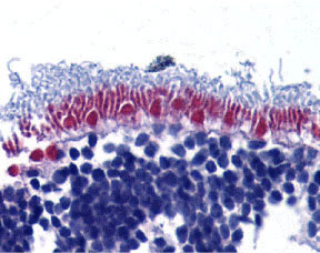 2 - AIF Antibody ASC10104