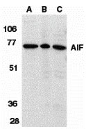 1 - AIF Antibody ASC10104