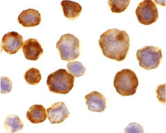 8 - FLASH Antibody ASC10105