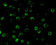 3 - FLASH Antibody ASC10105