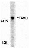 1 - FLASH Antibody ASC10105