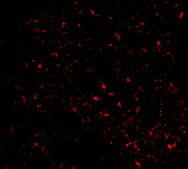3 - F1A alpha Antibody ASC10107
